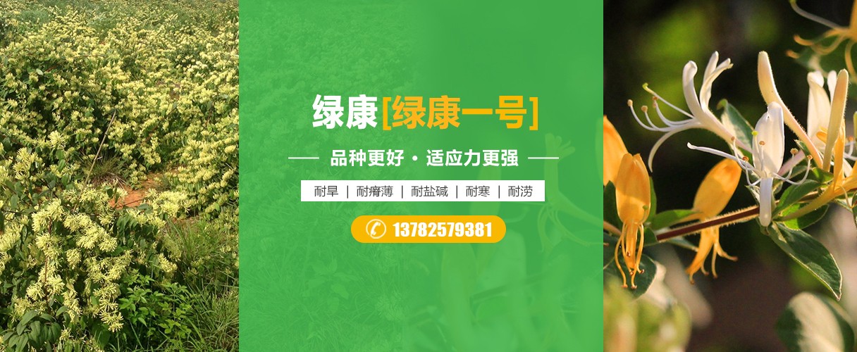 河北金银花苗批发价格