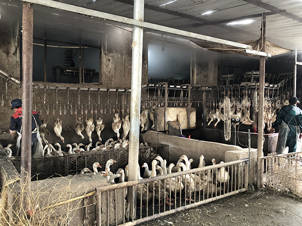 历经十几年滚雪球式发展积累至今,下设鹅苗孵化场和养鹅场,拥有自建种