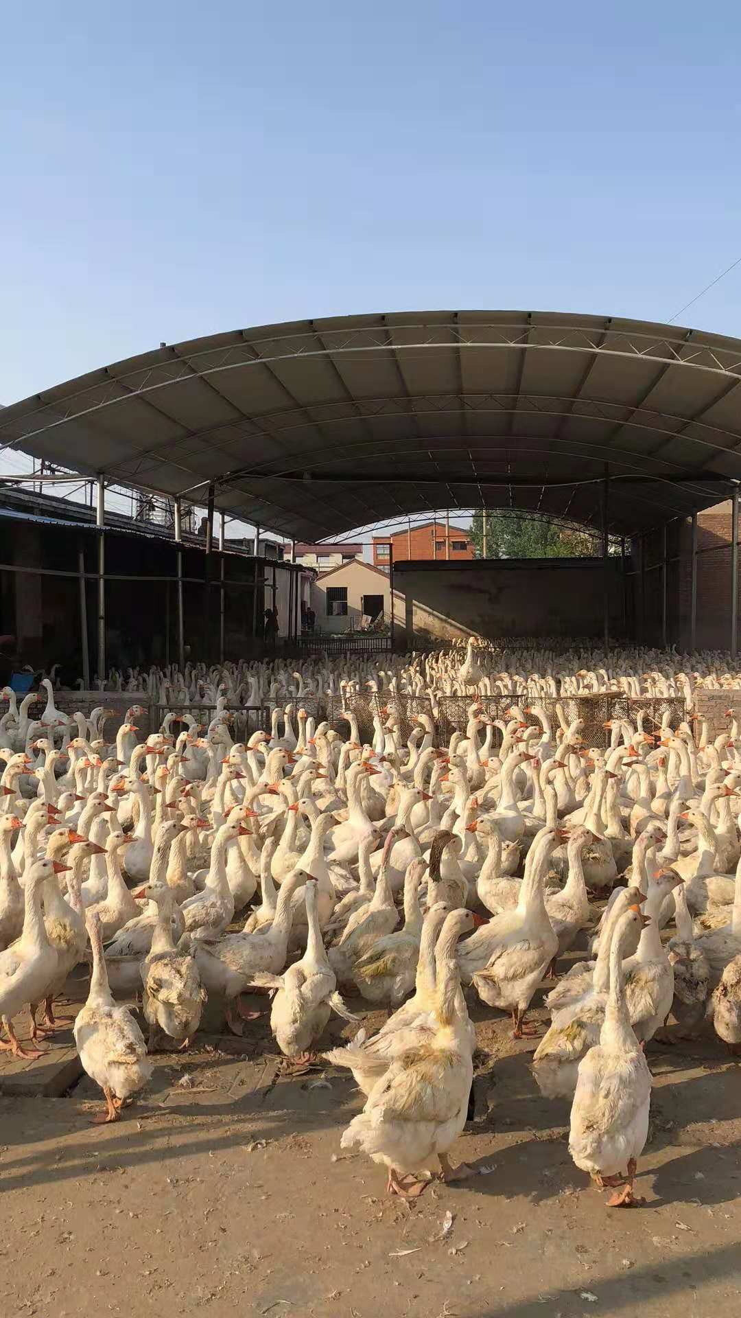 十几年滚雪球式发展积累至今,下设鹅苗孵化场和养鹅场,拥有自建种鹅舍