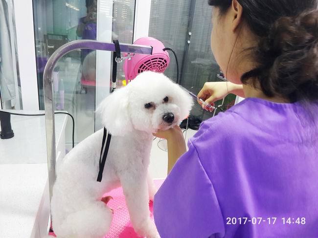 洛阳市洛龙区狗博士宠物医院